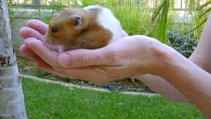 Memelihara Hamster Yang lucu