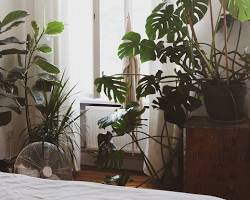 Plants for bedroom