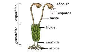 Resultado de imagem para briofitas