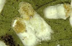 Résultat de recherche d'images pour "scale insects"