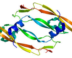 Image of Vascular endothelial growth factor (VEGF) protein structure