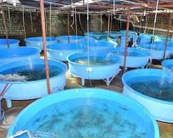 Panen ikan lele