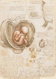 Studies of the Fetus in the Womb