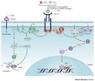 Loss of IGFImprinting: A Potential Marker of Colorectal Cancer Risk