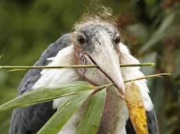 Risultati immagini per marabu