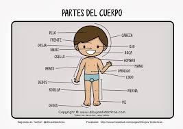 Resultado de imagen de el cuerpo humano para niños