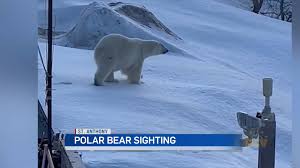 Silver Linings: St. Anthony resident captures close-up polar bear footage