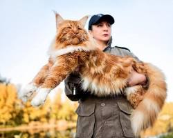 メインクーンの画像