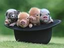 Baby pigs