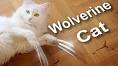 WOLVERINE CAT vs ZOBI LA MOUCHE - Pak Play Video Portal