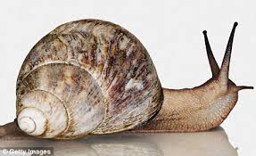 Image result for snails breeds