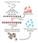 Hybridoma generation