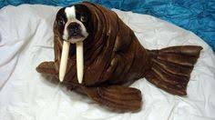 Image result for cute animals in clothes