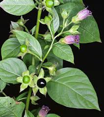 Resultado de imagem para Atropa belladonna L. Hyoscyamus