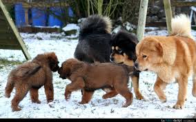 TibetanMastiff