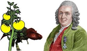Image result for linnaeus