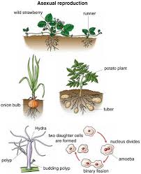 Resultado de imagen de asexual reproduction