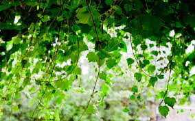 Image result for vines