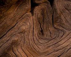 صورة خشب البلوط