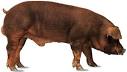 Duroc pig - , 