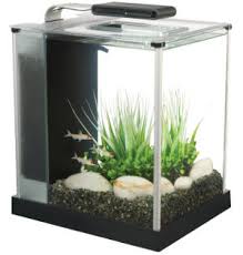 Image result for betta fish tank