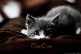 Résultat de recherche d'images pour "images gif animées de chatons"