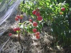 Image result for lychee trees