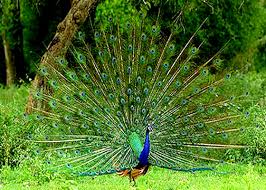 Image result for images of bandipur national park