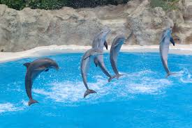 Resultado de imagen de imagenes de loro parque