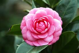 花的圖片搜尋結果