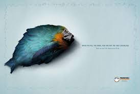 Image result for macaw parrot hd