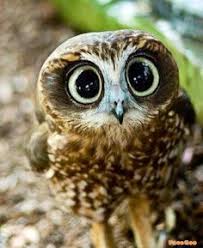 Image result for owls