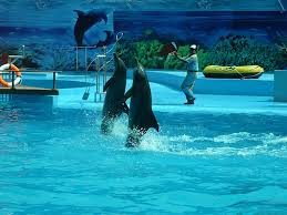 Kết quả hình ảnh cho ha long tuan chau