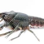  'Cloverfield' crayfish created a new species of self-replicating female mutants