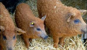 Image result for illuminati cloning stations