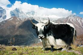Image result for tourist places in nepal