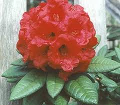 Image result for rhododendron in nepal
