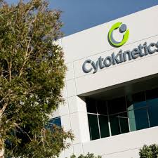 Cytokinetics drug Myqorzo meets twin efficacy goals in study of genetic heart disease