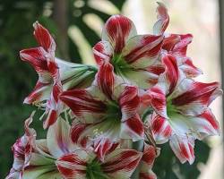 Kép erről: Amarillisz (Hippeastrum) virága