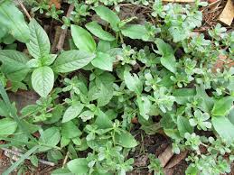 Resultado de imagem para beldroega