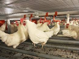 Image result for chicken cage