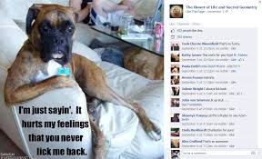 Image result for Animal Meme