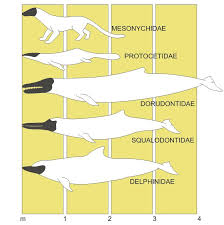 Evolució del dofí