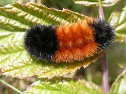 Image result for wooly bears