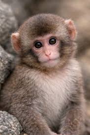 Compassionate Moments of Punch and His Mama Bear | TikTok