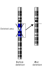 Picture of deletion mutation