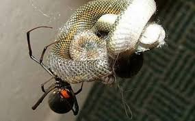 Αποτέλεσμα εικόνας για ΦΙΔΙ ΕΝΤΟΜΑ