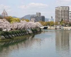 広島平和記念公園の桜の画像