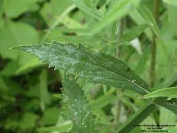 Image result for ironweed plant
