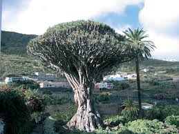 images?q=tbn:ANd9GcRsvHlw4sfdgOe9_1RomE1RERcn5r7UevzovtsGrq9A4SGVu0rh